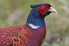 British Birds ~ Pheasants, partridges and grouse