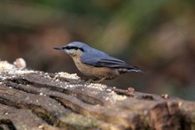 British Birds ~ Nuthatches and creepers