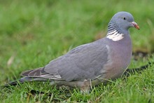 British Birds ~ Cuckoos, Doves and Pigeons