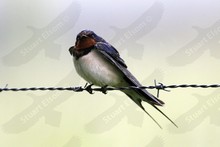 British Birds ~ Swallows and Martins