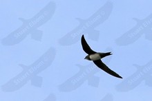 British Birds ~ Swifts, Kingfishers and allies