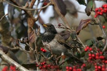 British Birds ~ Thrushes 