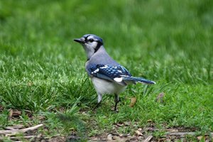 Sample from Ontario, Point Pelee: May 2009