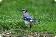 Ontario, Point Pelee: May 2009