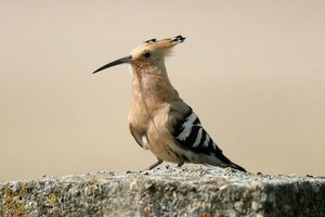 Sample from Spain, Extremadura: May 2006