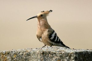 Sample from Spain, Extremadura: May 2006