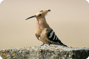 Spain, Extremadura: May 2006