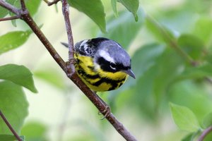 Sample from Ohio, Crane Creek: May 2009