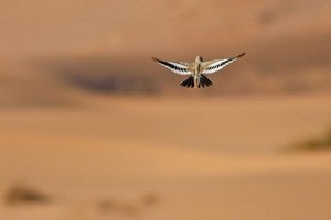 Sample from Morocco, Erg Chebbi: Feb 2013