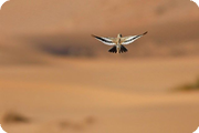 Morocco, Erg Chebbi: Feb 2013