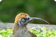 Papua New Guinea, Kumul Lodge: Aug 2009