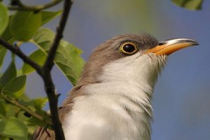 Sample from Texas Spring Migration: April 2005