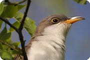 Texas Spring Migration: April 2005