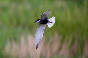 Sample from Cambs Birders in Eastern Poland: May 1996