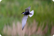 Cambs Birders in Eastern Poland: May 1996