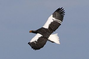 Sample from Japan, Steller's Sea Eagle! Jan 2009