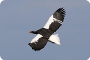 Japan, Steller's Sea Eagle! Jan 2009