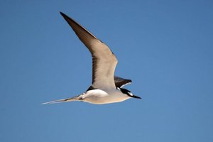 Sample from Australia, Barrier Reef: Aug 2009