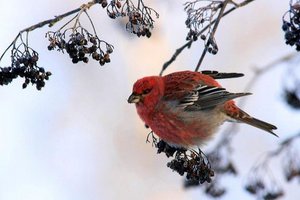 Sample from Northern Finland: Jan 2007