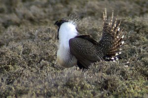 Sample from Colorado: April 2003