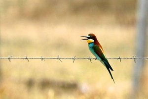 Sample from Cambs Birders in Extremadura, Spain: May 1998