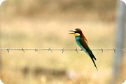 Cambs Birders in Extremadura, Spain: May 1998