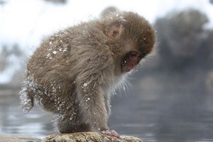 Sample from Japan, Snow Monkeys!: Jan 2009