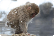 Japan, Snow Monkeys!: Jan 2009
