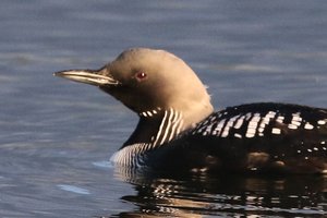 Sample from Black-throated Diver, Oxon: May 2015