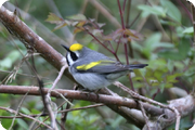 Texas Spring Migration: April 2009