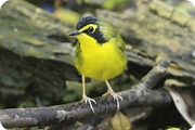 Texas Spring Migration: April 2008