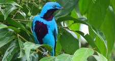 NEW Photographic Tour to Honduras.10-18 Feb 2017
