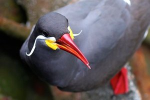 Sample from Peru Bird Rally: Dec 2013