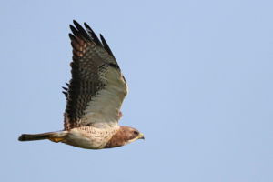 Sample from Texas Spring Migration: April 2015