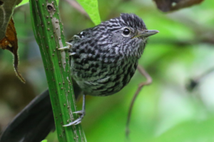 Sample from Sunbird Brazil, Atlantic Forest: Sep 2015