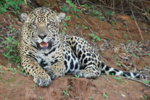 Sample from Sunbird Brazil, Pantanal Photo Safari: Sep 2015
