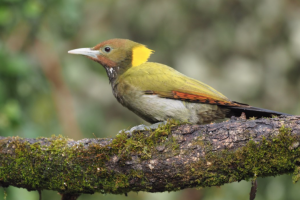 Sample from Northern India - Dec 2019