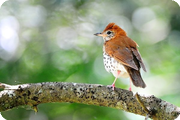 Texas Spring Migration: April 2014