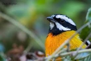 Sample from Jamaica - March 2019