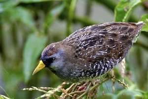 Sample from Texas Spring Migration: April 2013