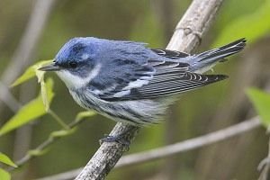 Sample from Texas Spring Migration: April 2007