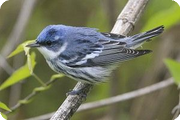 Texas Spring Migration: April 2007